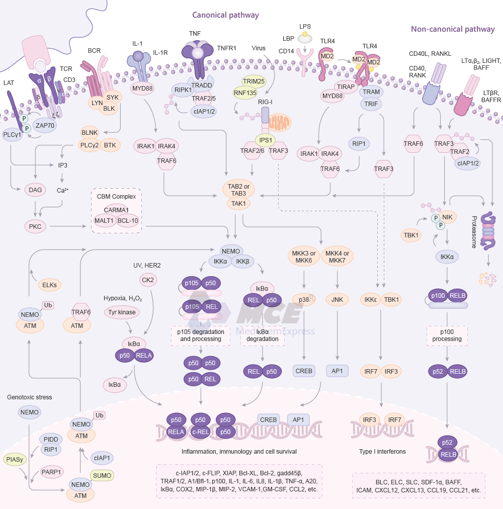 NF-κB Signaling Pathway Map (png)