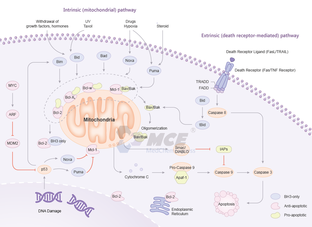 Bcl-2 Family Signaling Pathway Map (png)